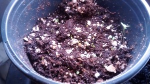 Starting Herb Seeds