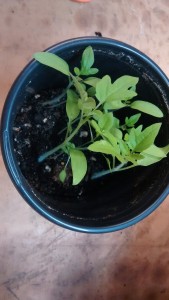 A crowded pot before the cull