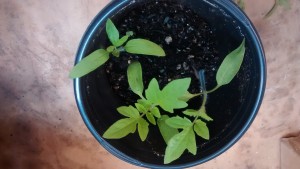 The strongest survive for further evaluation