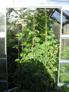 Abundance and extended harvests in a passive solar Harbor Freight Greenhouse