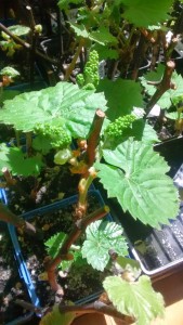 Rooted Grape Cuttings leafing out