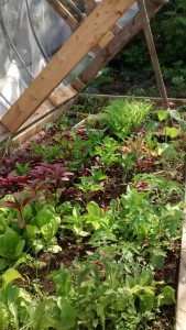 Hoop house one - the red are the already thinned several times R148 Amaranth for greens and grain. Trays of sweet sorghum and paddy rice at the far end.