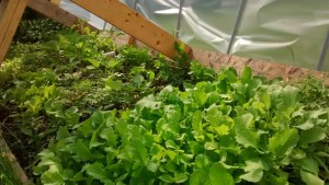 Hoop House Two - Tomatoes and peppers and eggplant and greens and more - oh my!