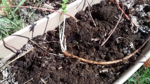 The new hop rhizome created by layering exposed 