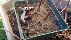 Hops rhizomes from rooted cuttings in sand - success for the two on the right