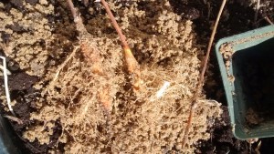 Exposed hop rhizomes created by rooting bine segments