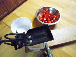 Ready to start processing the first harvest of bush cherries (that made it into the house)