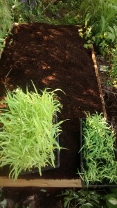 Sweet Sorghum - Dale on the Left and Simon on the right. Dale is 3 weeks ahead.