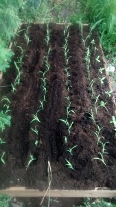 Sweet Sorghum planted out