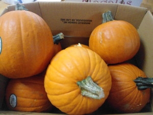 Pie pumpkins