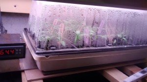 Peppers started with the DIY Heat Mat